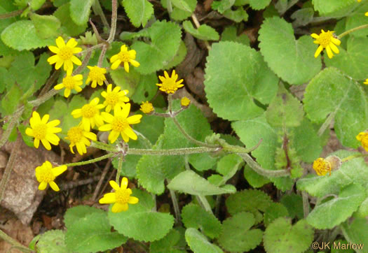 image of Packera serpenticola, Buck Creek Ragwort, Serpentine Ragwort, Rattlesnake Groundsel, Buck Creek Groundsel