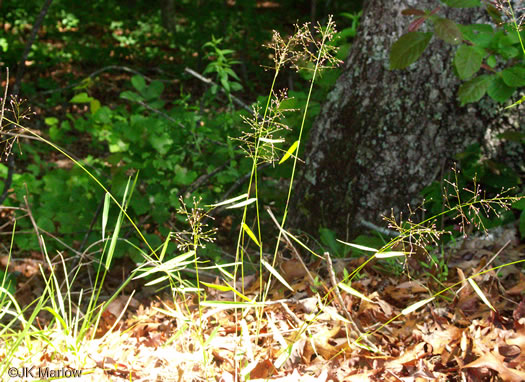 image of Dichanthelium commutatum +, Variable Witchgrass