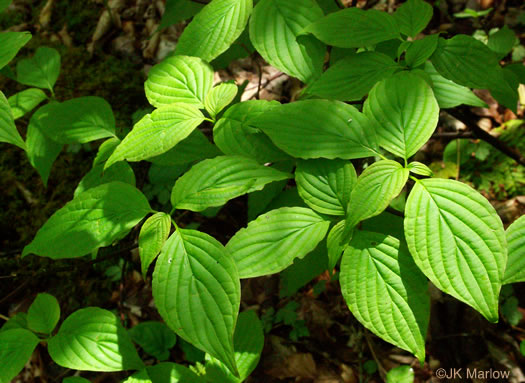 Alternate-leaf Dogwood