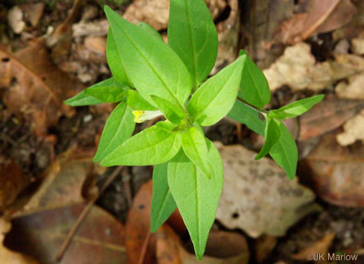 image of Melampyrum lineare, Cow-wheat