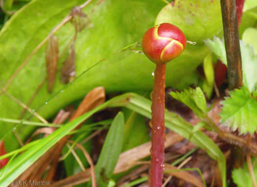 image of Sarracenia purpurea var. montana, Southern Appalachian Purple Pitcherplant