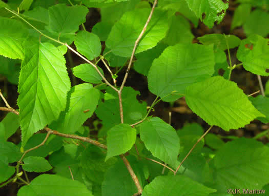 image of Corylus americana, American Hazelnut, American Filbert