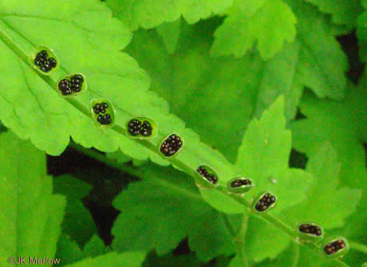 Mitella diphylla, Two-leaved Miterwort, Bishop's Cap