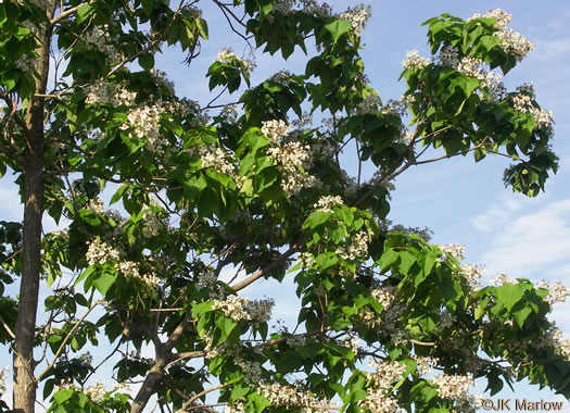 image of Catalpa bignonioides, Southern Catalpa, Fishbait Tree, Cigar Tree