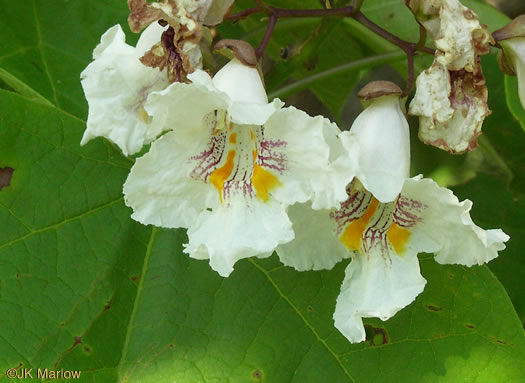 image of Catalpa bignonioides, Southern Catalpa, Fishbait Tree, Cigar Tree