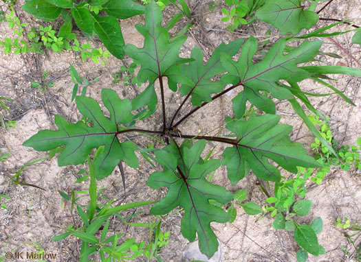 image of Silphium compositum var. compositum, Carolina Rosinweed, Compassplant, Rhubarb-leaved Rosinweed