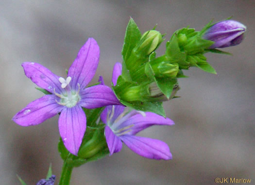 image of Triodanis perfoliata, Clasping Venus's Looking-glass