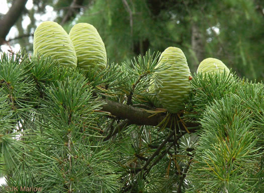 image of Cedrus deodara, Deodar Cedar