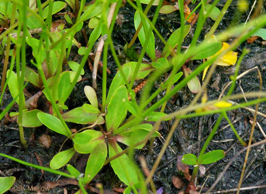 Flatrock Pimpernel