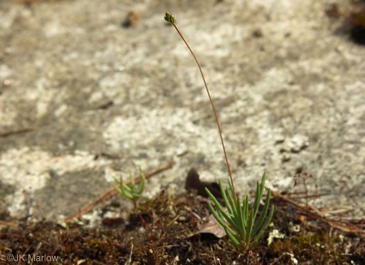 image of Phemeranthus teretifolius, Appalachian Fameflower, Appalachian Rock-pink, Rock Portulaca, Quill Fameflower