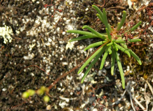 image of Phemeranthus teretifolius, Appalachian Fameflower, Appalachian Rock-pink, Rock Portulaca, Quill Fameflower