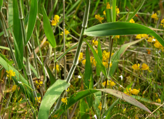 image of Dichanthelium scoparium, Velvet Witchgrass