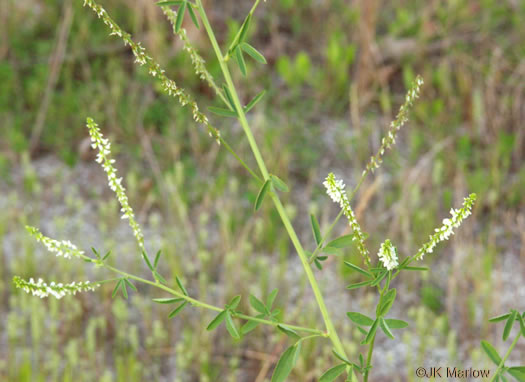 image of Melilotus albus, White Sweetclover, White Melilot