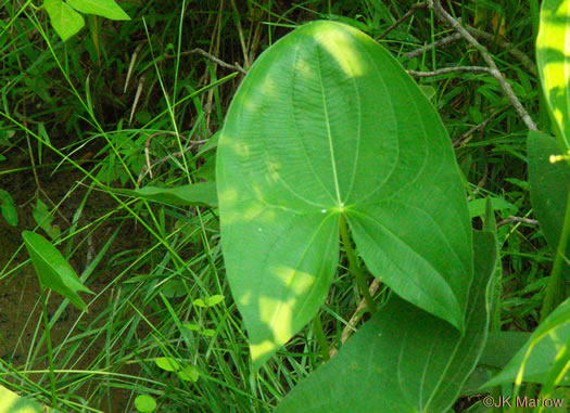 Sagittaria latifolia +, Broadleaf Arrowhead, Duck Potato, Common Arrowhead