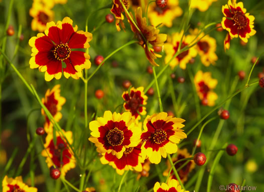 image of Coreopsis tinctoria var. tinctoria, Plains Coreopsis, Calliopsis, Garden Coreopsis, Golden Tickseed