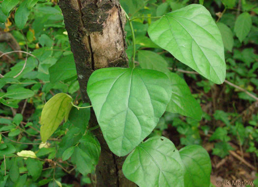 image of Nephroia carolina, Carolina Moonseed, Coralbeads, Carolina Snailseed, Red Moonseed