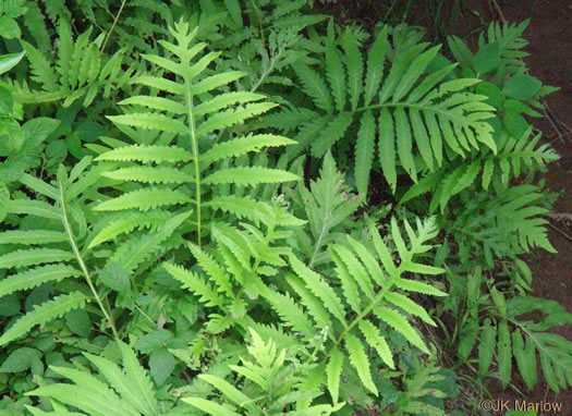 Onoclea sensibilis, Sensitive Fern, Bead Fern