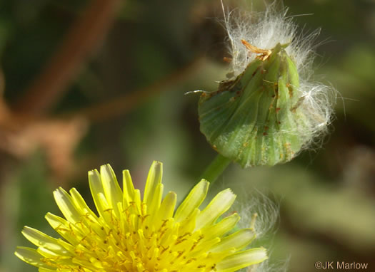 image of Sonchus oleraceus, Annual Sowthistle, Common Sowthistle