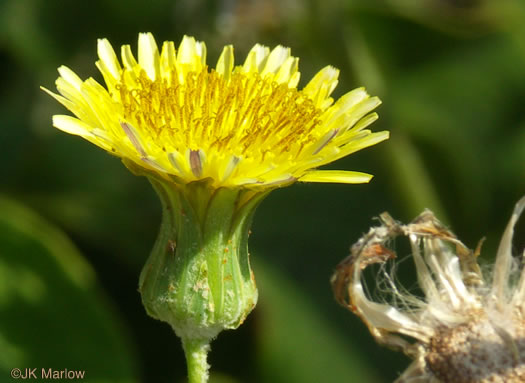 Sonchus oleraceus, Annual Sowthistle, Common Sowthistle