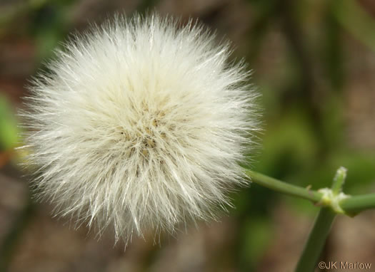 pappus