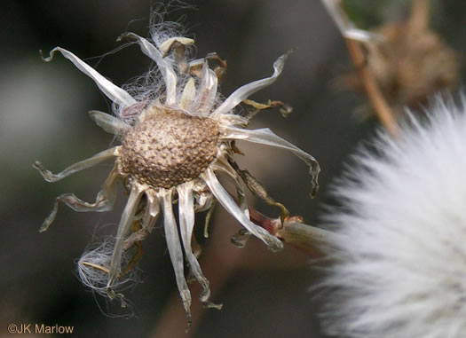 image of Sonchus oleraceus, Annual Sowthistle, Common Sowthistle