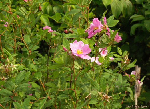 image of Rosa palustris, Swamp Rose