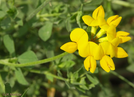 image of Lotus corniculatus, Birdsfoot-trefoil, Eggs-and-Bacon