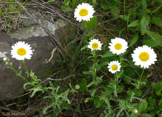 image of Leucanthemum vulgare, Oxeye Daisy, Common Daisy