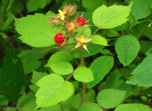 image of Rubus phoenicolasius, Wineberry, Wine Raspberry