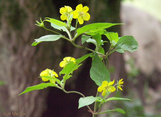 image of Steironema ciliatum, Fringed Loosestrife