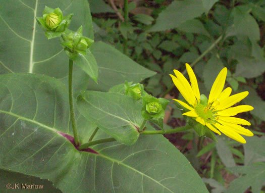 image of Silphium connatum, Virginia Cup-plant