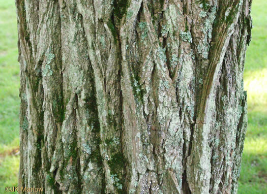 image of Robinia pseudoacacia, Black Locust