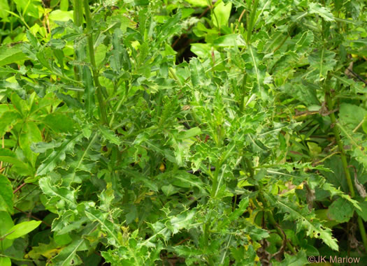 image of Cirsium arvense, Canada Thistle, Field Thistle