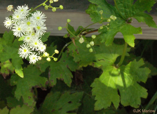 image of Trautvetteria caroliniensis, Carolina Tassel-rue, Carolina Bugbane, False Bugbane