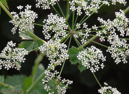 Water-hemlock