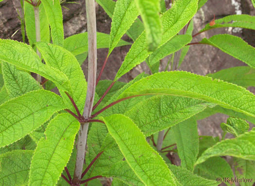 Eutrochium fistulosum, Hollow-stem Joe-pye-weed