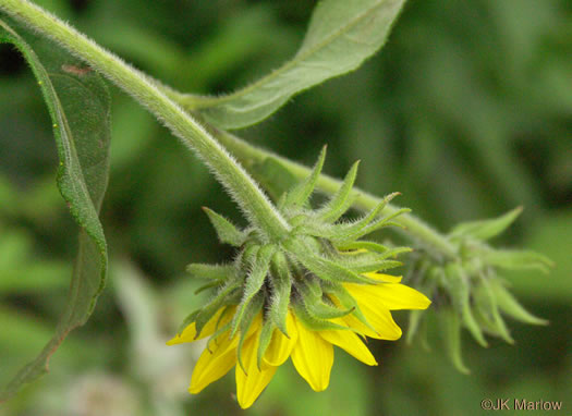 Helianthus resinosus, Hairy Sunflower, Resinous Sunflower, Gray Sunflower, Resindot Sunflower