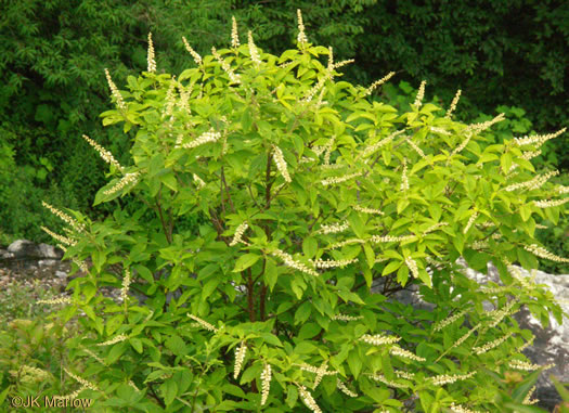 image of Clethra acuminata, Mountain Sweet-pepperbush, Cinnamonbark, Cinnamon Clethra, Mountain White-alder