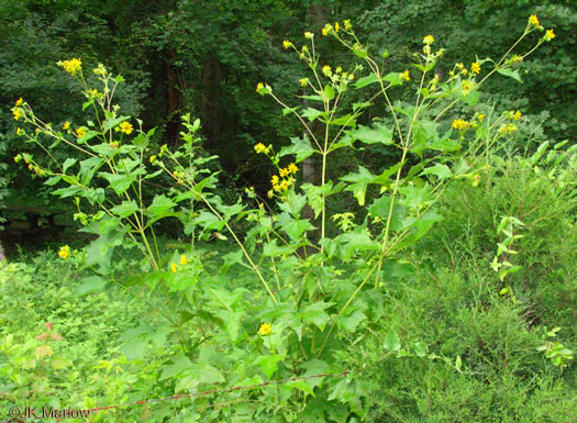 image of Smallanthus uvedalia, Bearsfoot, Hairy Leafcup, Yellow Leafcup