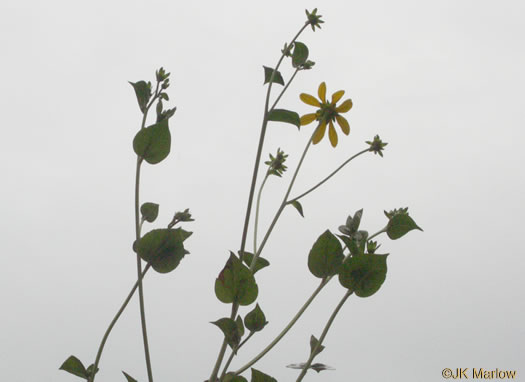 image of Rudbeckia laciniata var. laciniata, Greenheaded Coneflower, Common Cutleaf Coneflower