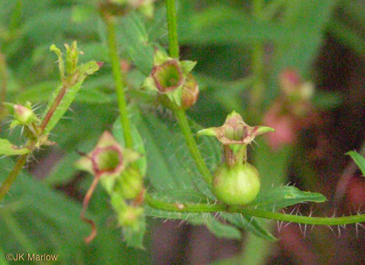 Rhexia mariana var. mariana, Pale Meadowbeauty, Maryland Meadowbeauty, Dull Meadowbeauty