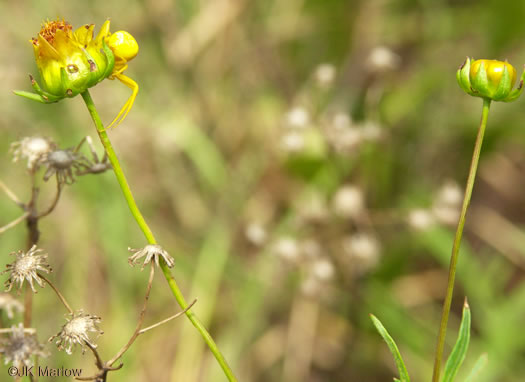 image of Coreopsis grandiflora var. grandiflora, Large-flowered Coreopsis, Largeflower Tickseed