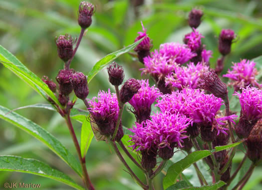 image of Vernonia noveboracensis, New York Ironweed