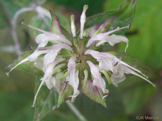 image of Monarda clinopodia, Basil Bergamot, Basil Beebalm, White Bergamot, Basil Balm