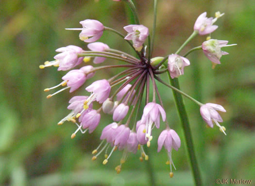 image of Allium cernuum, Nodding Onion, Nodding Wild Onion