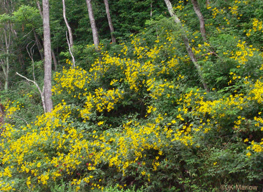 image of Rudbeckia laciniata var. laciniata, Greenheaded Coneflower, Common Cutleaf Coneflower