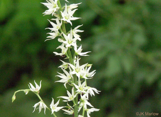 image of Stenanthium gramineum var. gramineum, Featherbells, Eastern Featherbells