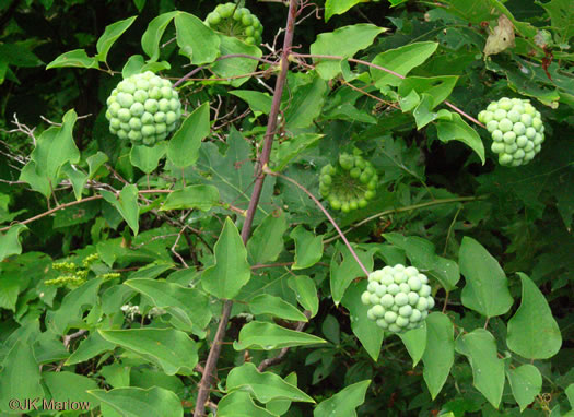 image of Smilax herbacea, Common Carrionflower, Smooth Carrionflower