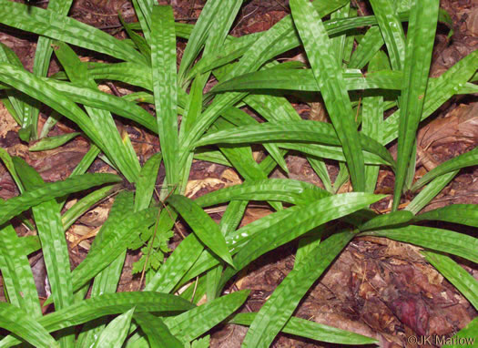 image of Carex plantaginea, Seersucker Sedge, Plantainleaf Sedge