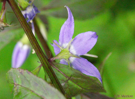 image of Campanulastrum americanum, Tall Bellflower